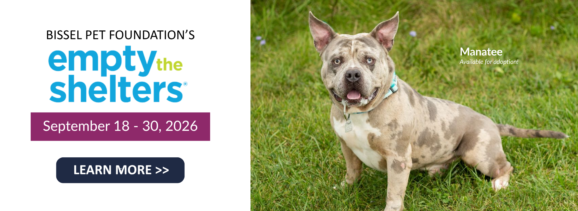 September Empty the Shelters